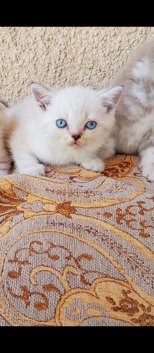 Шотландские котята продам