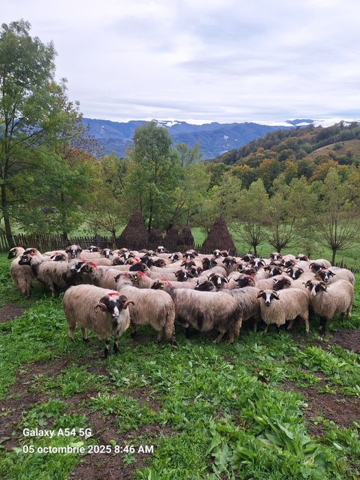 Vând oi 60 de bucăți