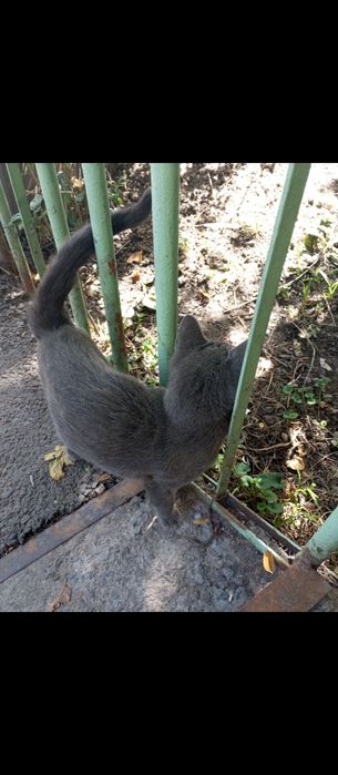 Срочно! отдаём котят