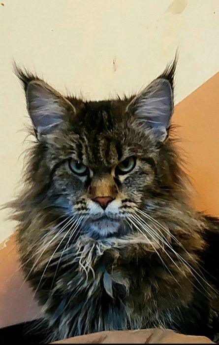 Уникални котенца мейн  куун