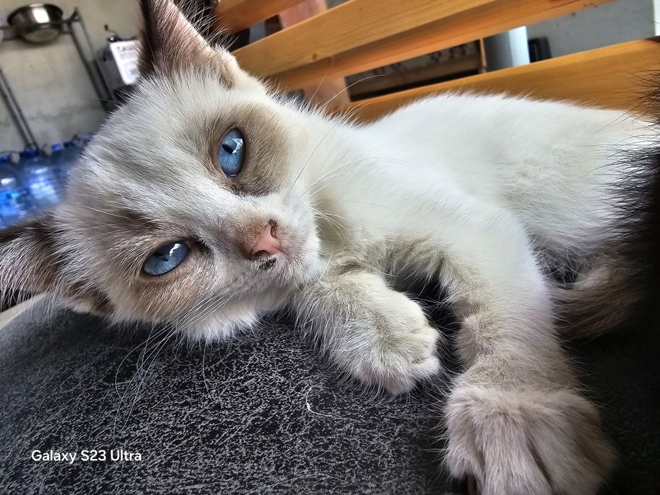 Котята домашние.