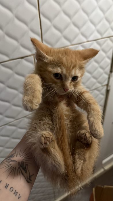 Отдам котят бесплатно