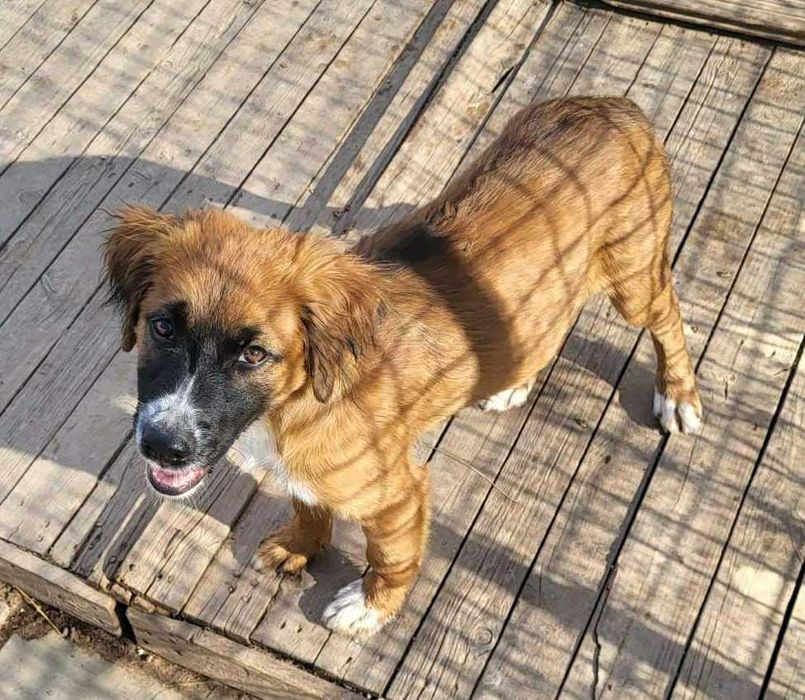 pentru adoptie- Ares isi cauta familia!