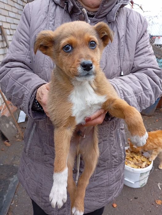 Щенок мальчишка ищет дом