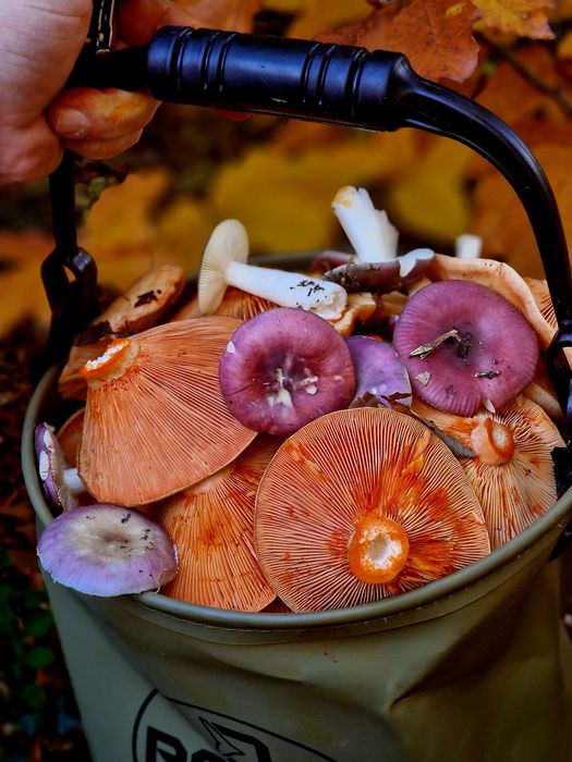 Vand roscovii si ghebe!