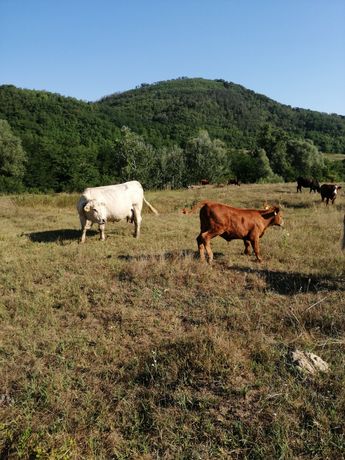 Vaca metis charolais