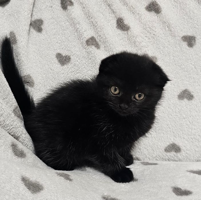 Вислоухие котята