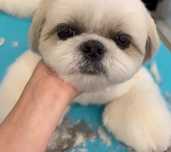 Tund caini,catei, tuns la domiciliu dumneavoastra,cosmetica canina