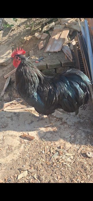 Vând australorp negru albastru splash