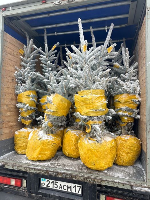 Живая елка продаю тянь - шанка , ель голуба ,ель зеленая