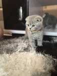 Pui Scottish Fold
