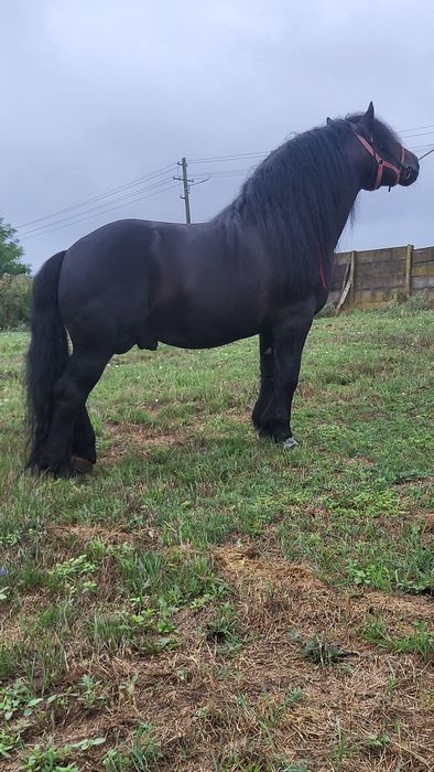 Armăsar Polonez 6 ani