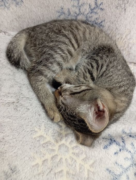 Продам в добрые руки. Девочка!!