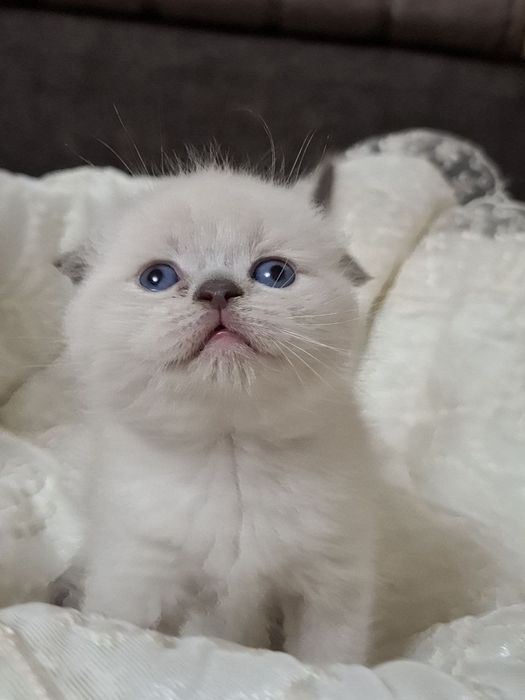 Продаються котята