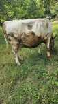 Vaca gestanta de vânzare