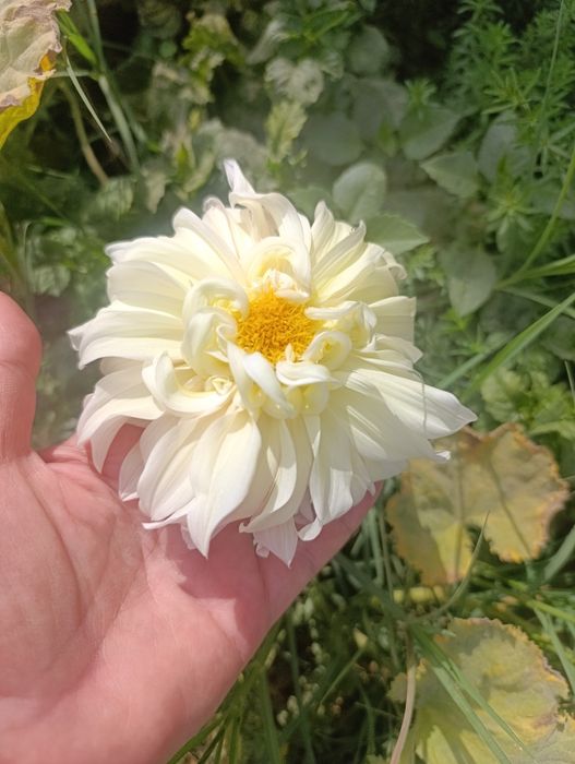 Гул Георгин картошкаси Цветы  Клубни Георгина