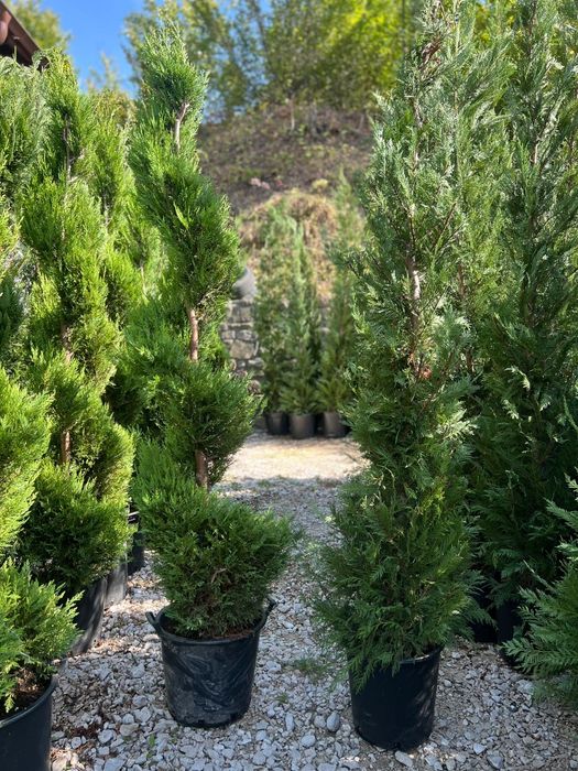 Leilandi chiparosi spirale magnolia