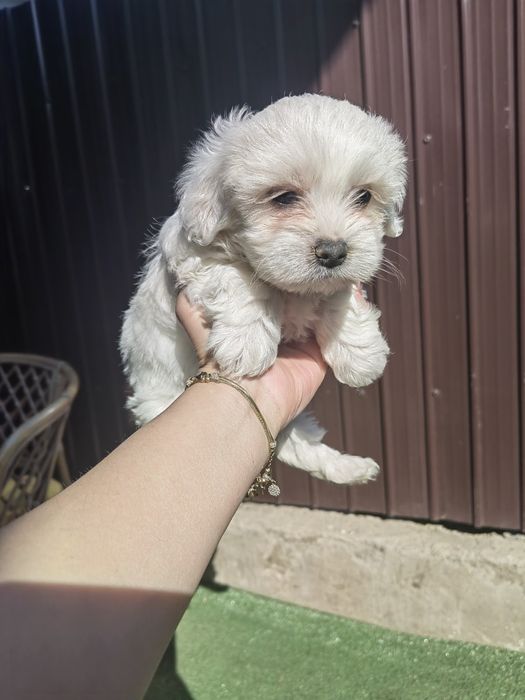 Mascul Bichon Maltez