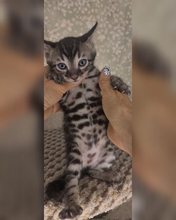 Кошечка в эксклюзивном угольном окрасе