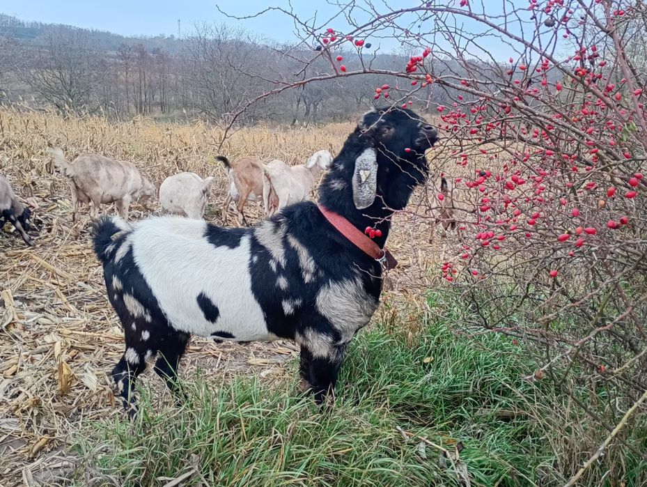 Vând țap anglonubian!