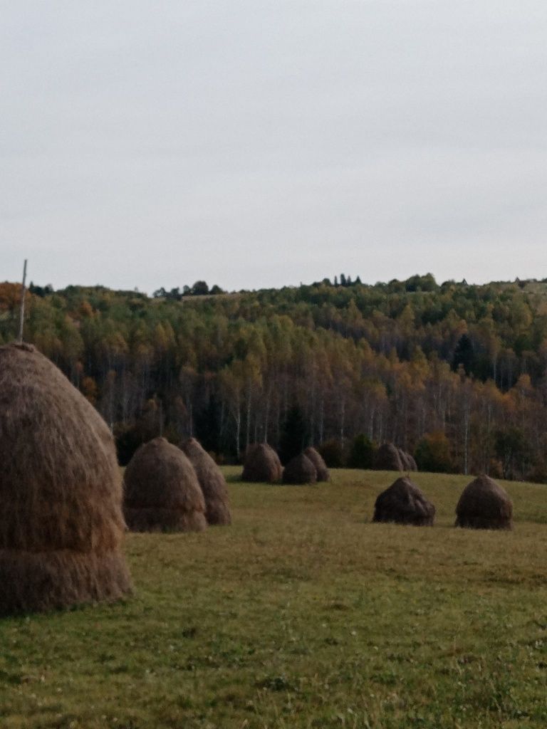 Vănd făn de anul acesta