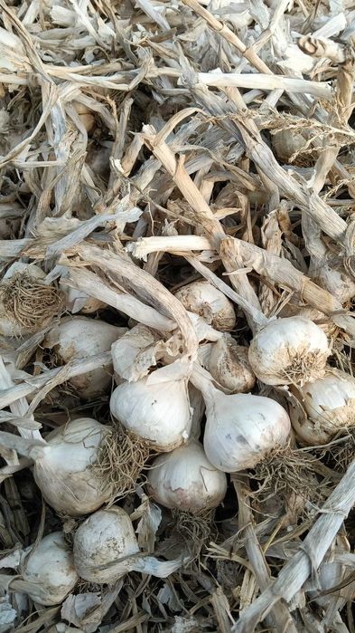 Vand usturoi romanesc