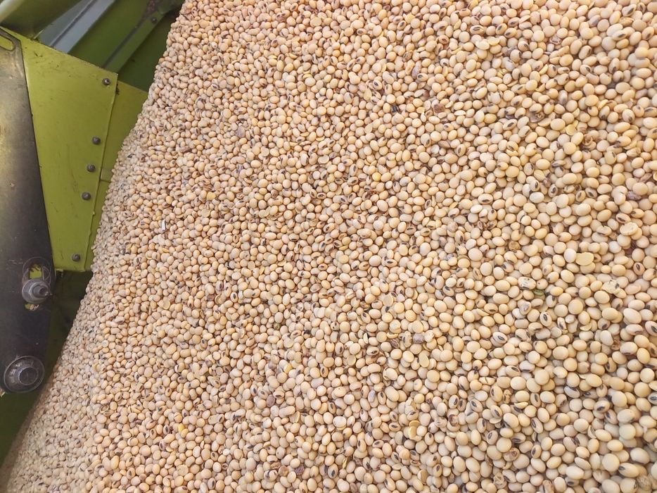 Soia de vânzare,  boabe