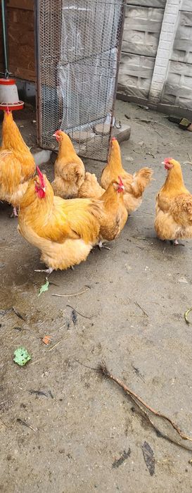 Oua orpington galben