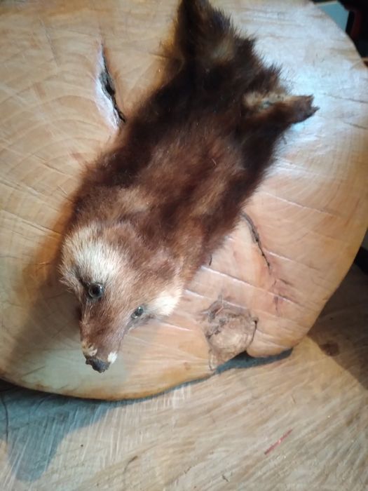 Ornament lemn cu Dihor