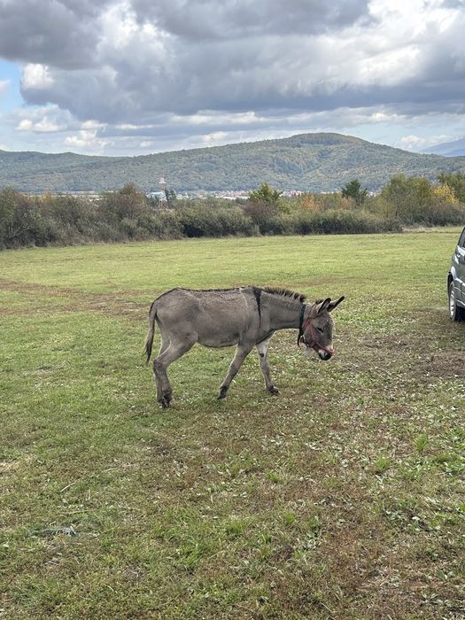 Magar de vanzare