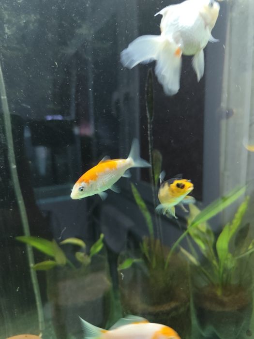 Карпы кои японские