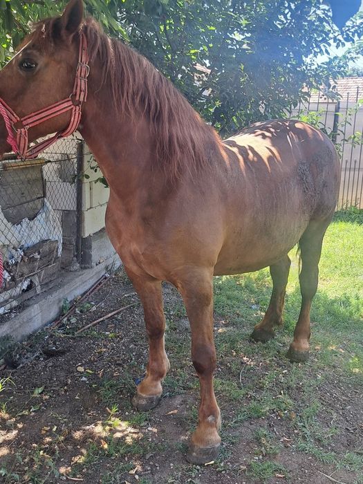 Vând iapa cu ham și căruță Urgent