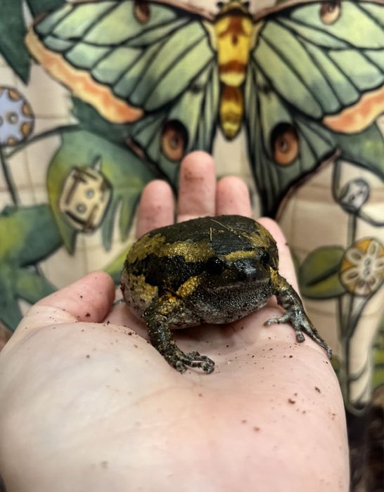 Лягушка бычий узкорот