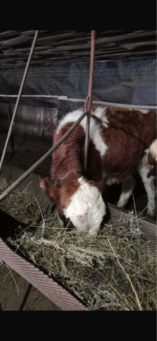 Баспак сатылады  бычек 7 мес