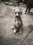 Donez cățelușă 3 luni / spre adoptie