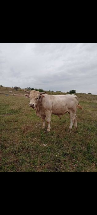 Taur de vânzare  charolais