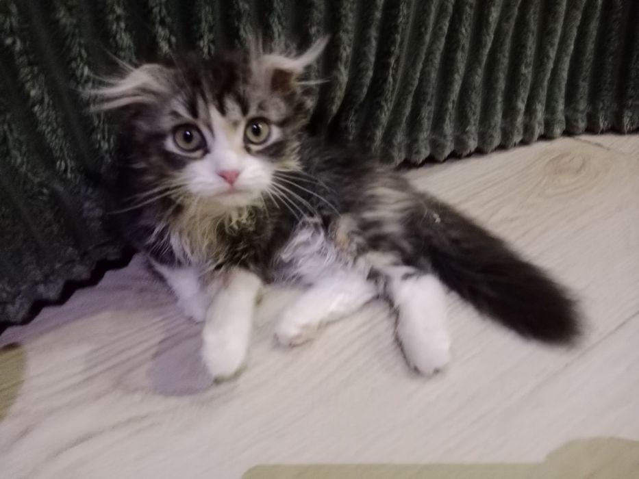 Вислоухие котята
