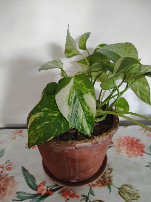 Эпипремнум золотистый