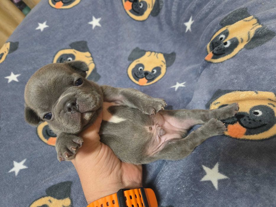 Bulldog Francez Blue