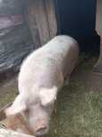 Scrofa de vazare