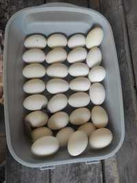 Гусиные яйца Линда 500тг