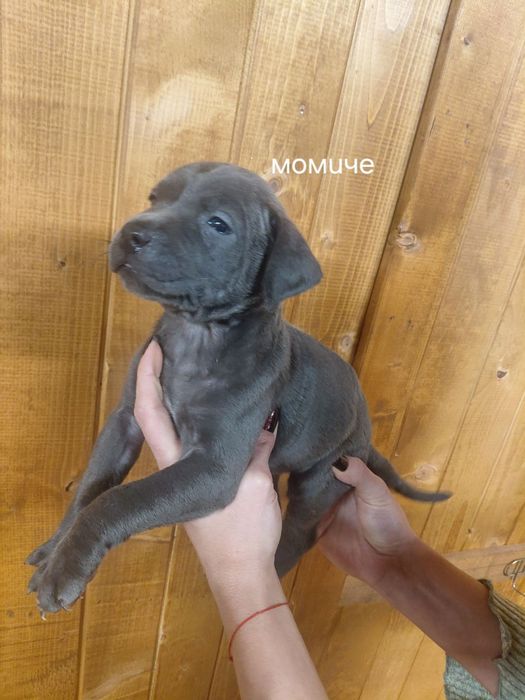 Сини питбули с ваксина и паспорт