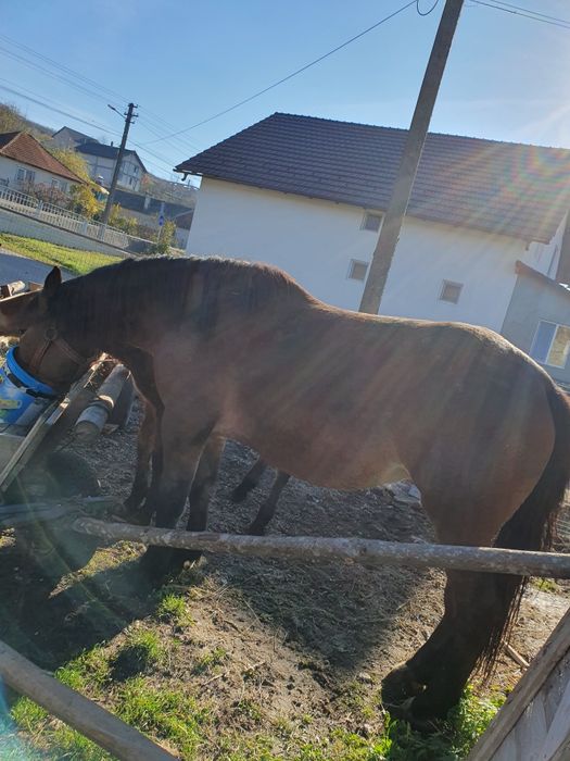 Vând iapa cu manza sau schimb  iapa are  4 ani manza 5 luni