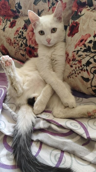 Отдам мышелова в добрые руки .