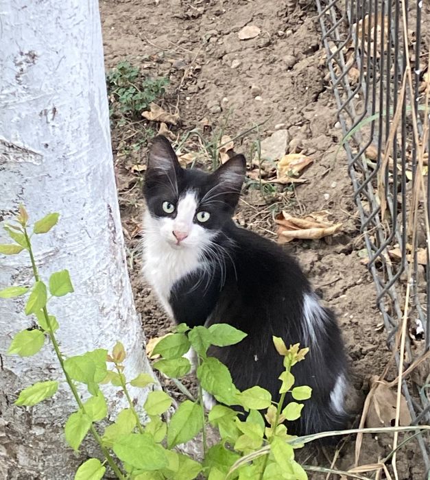 pui de pisica isi cauta familii iubitoare (masculi)