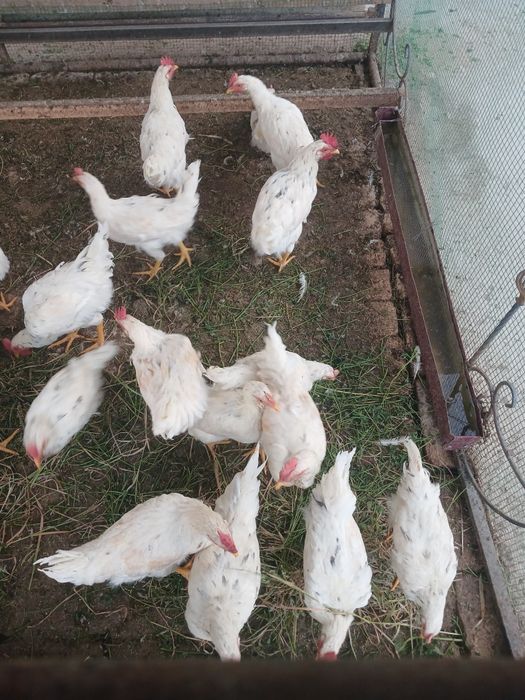 5 oylik jujalar sotiladi