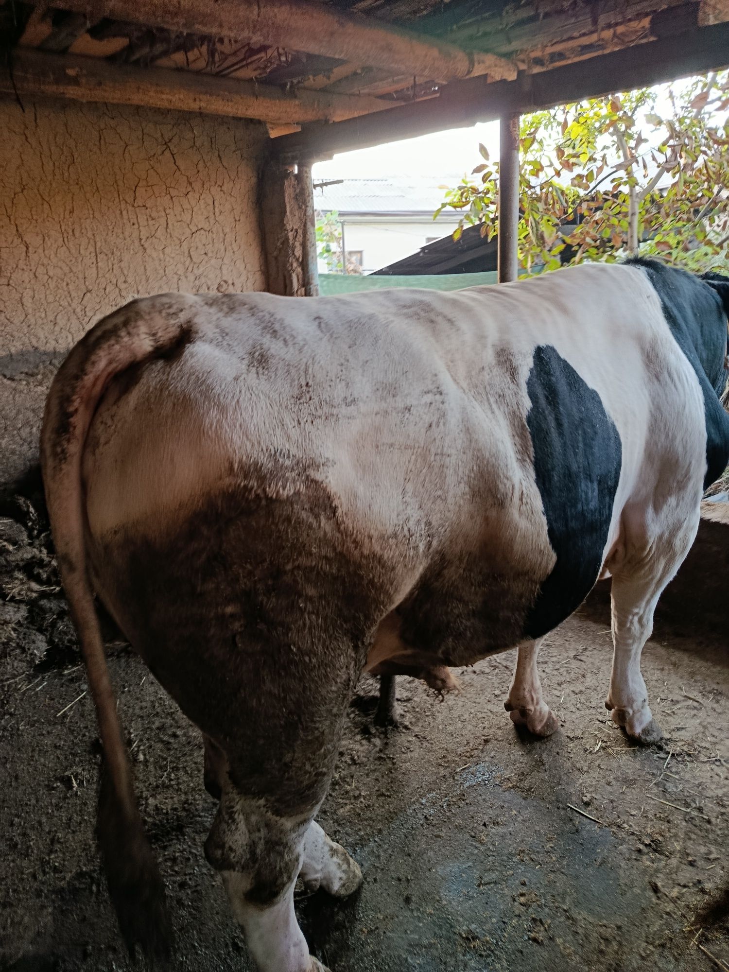 Buqalar sotiladi