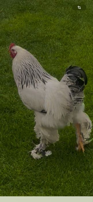 Cocos brahma de 1 an
