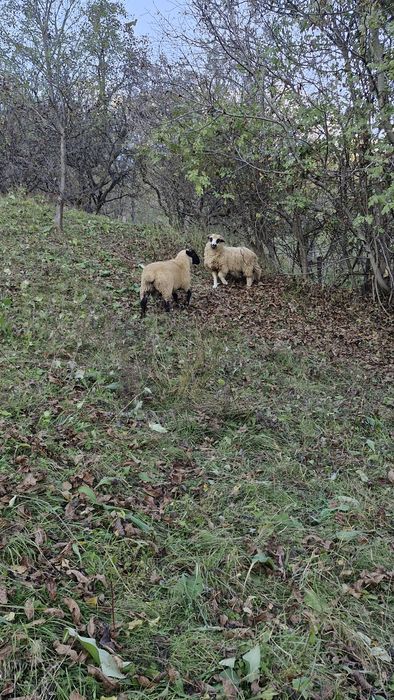 Vand berbec suffolk de 6 luni