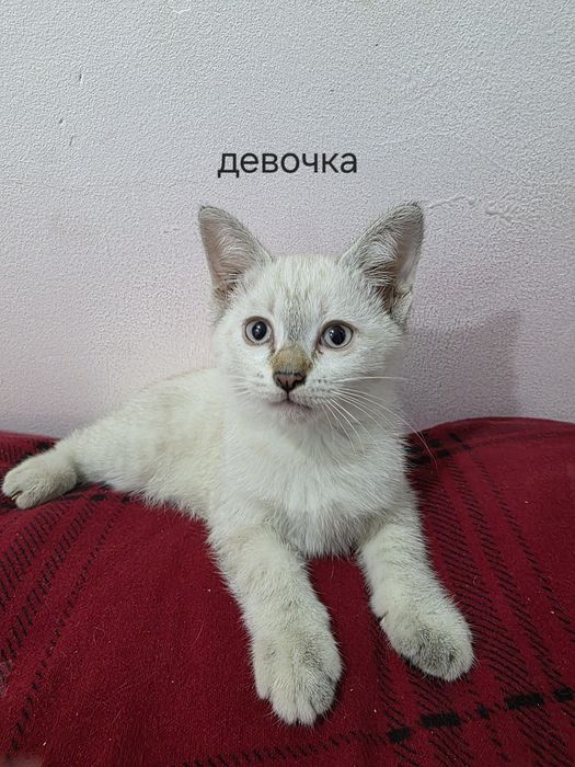 Отдам котят в добрые руки